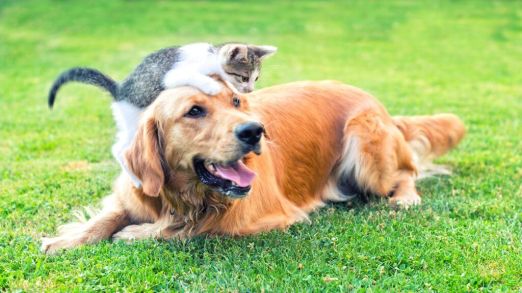 cat-and-dog-play-iStock-583689556-1024x576