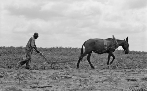 black_farmer_with_mule