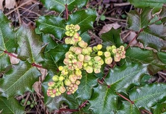 oregon_grape