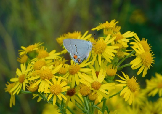 tansy_ragwort_and_butterfly