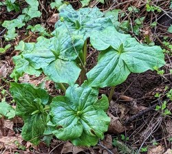 trillium_buds